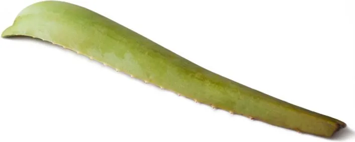 Био листо Алое Вера, клас 1