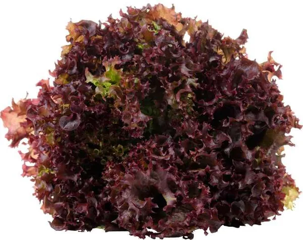 Салата Лоло микс