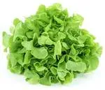 Салата Дъбово листо бр