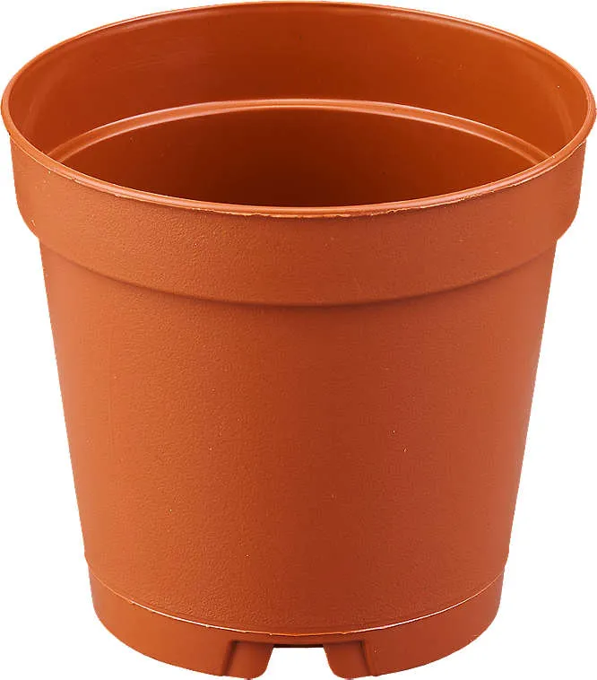 Саксия
различни видове