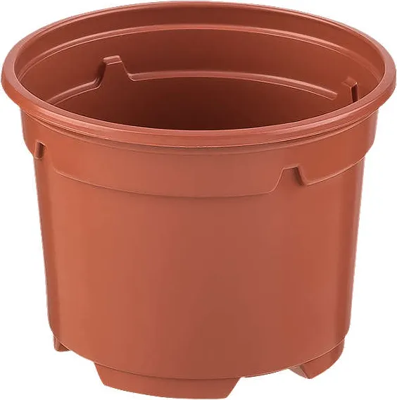 Саксия
различни видове