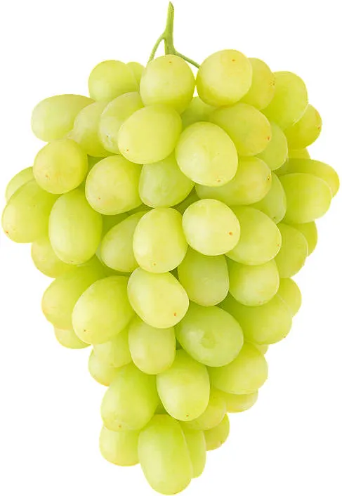 Бяло грозде