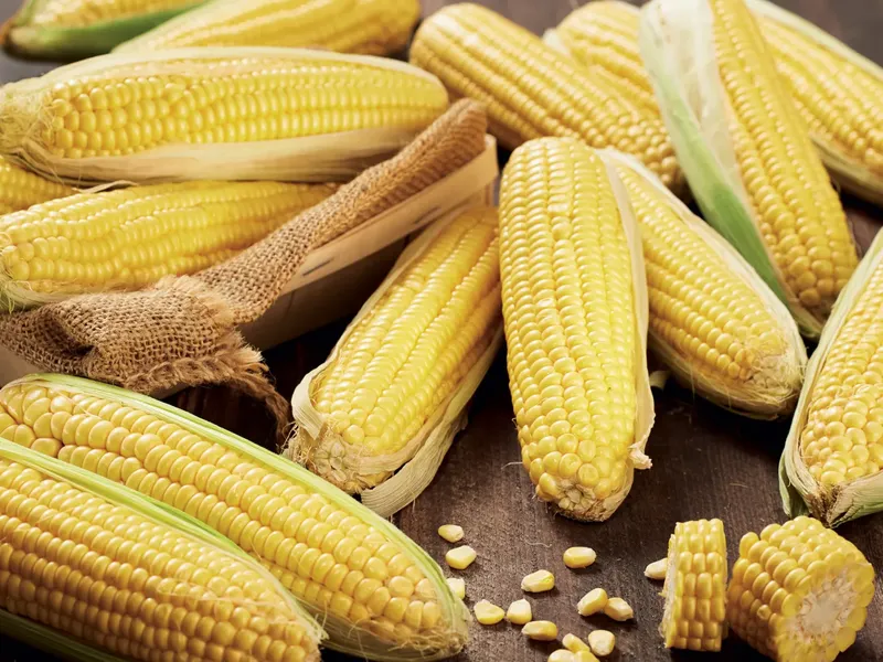 Българска царевица