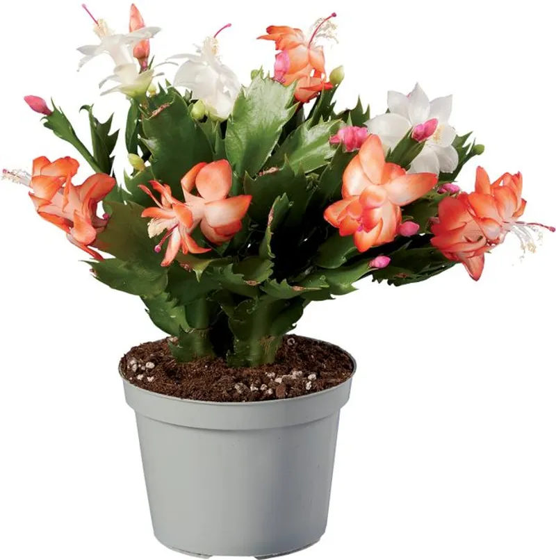 Коледен кактус