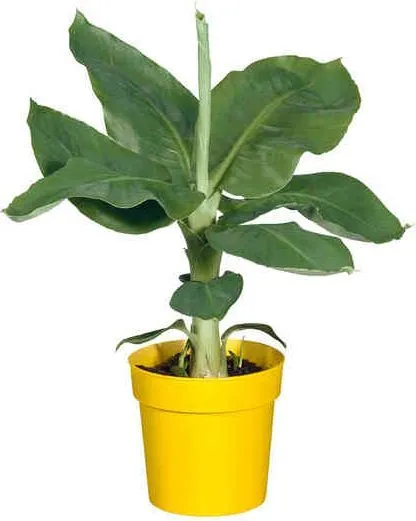 Бананово растение