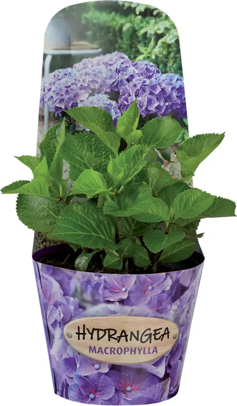 Хортензии или божури