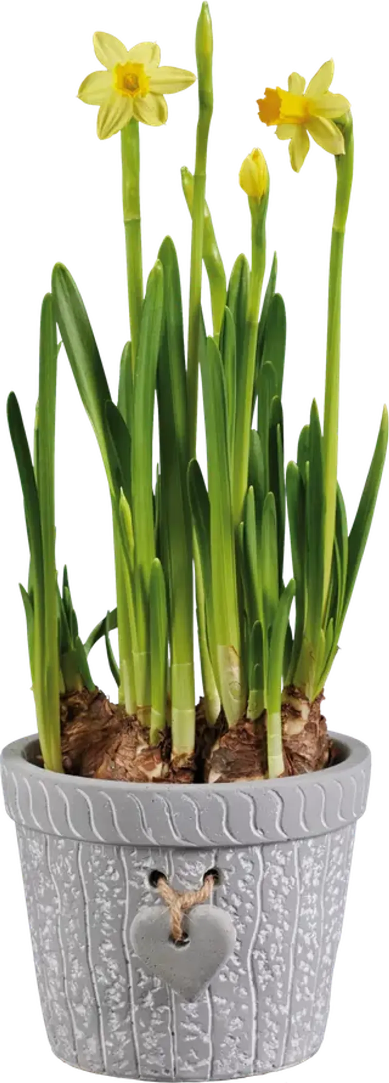 Луковици за цветя