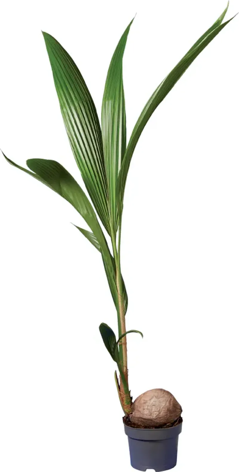 Кокосова палма