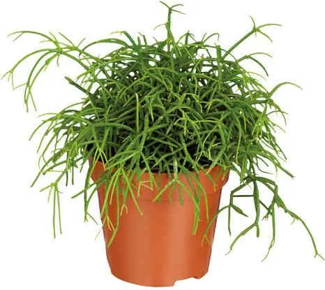 Рипсалис микс