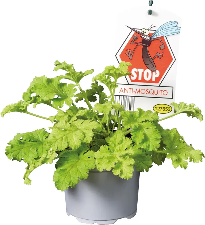 Мушкато репелент