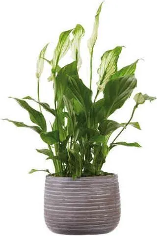 Спатифилум