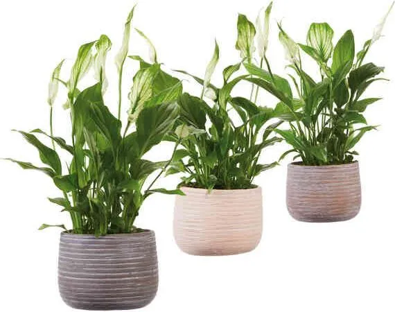 Спатифилум