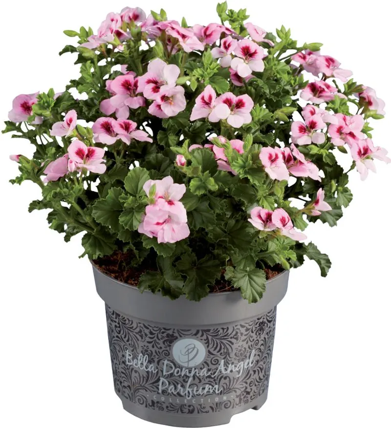 Мушкато репелент