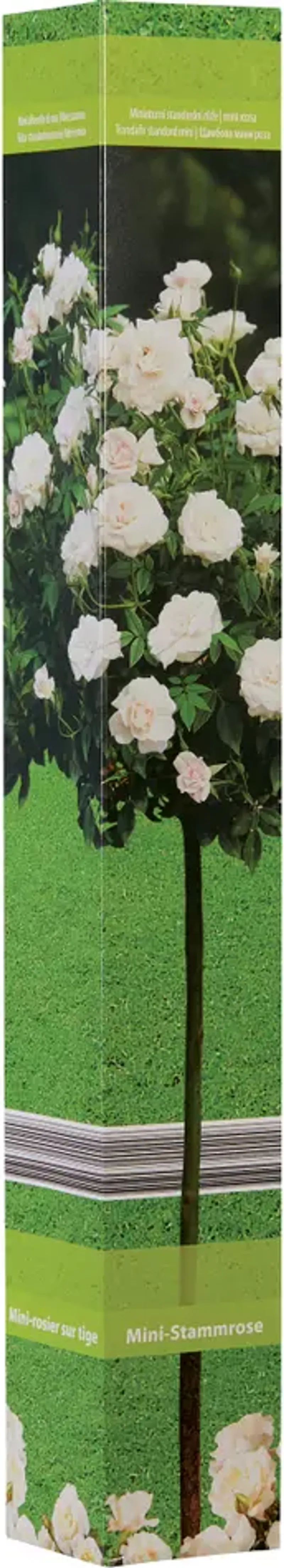 Корени от рози