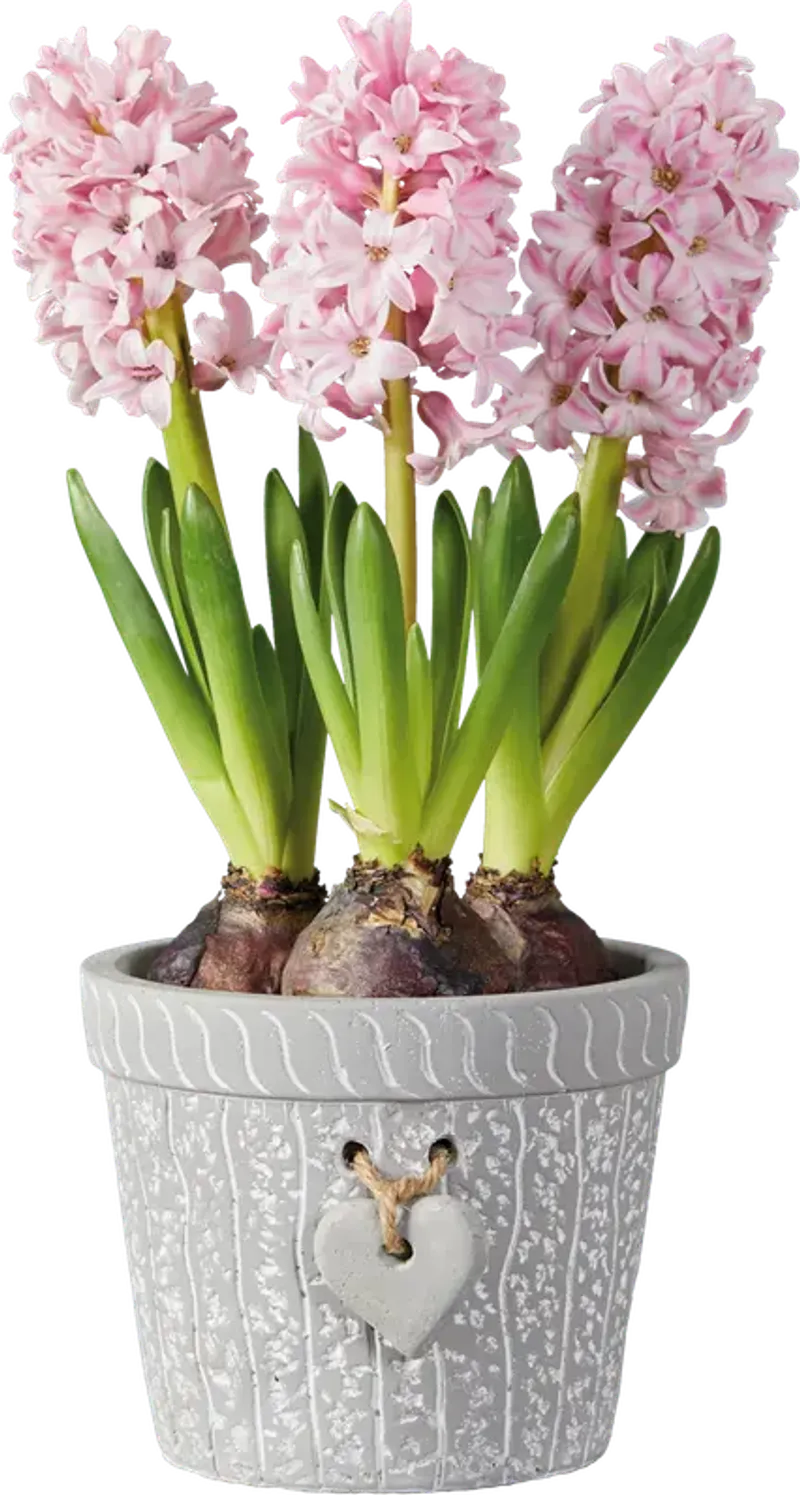 Луковици за цветя