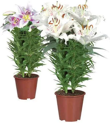 Ориенталска лилия