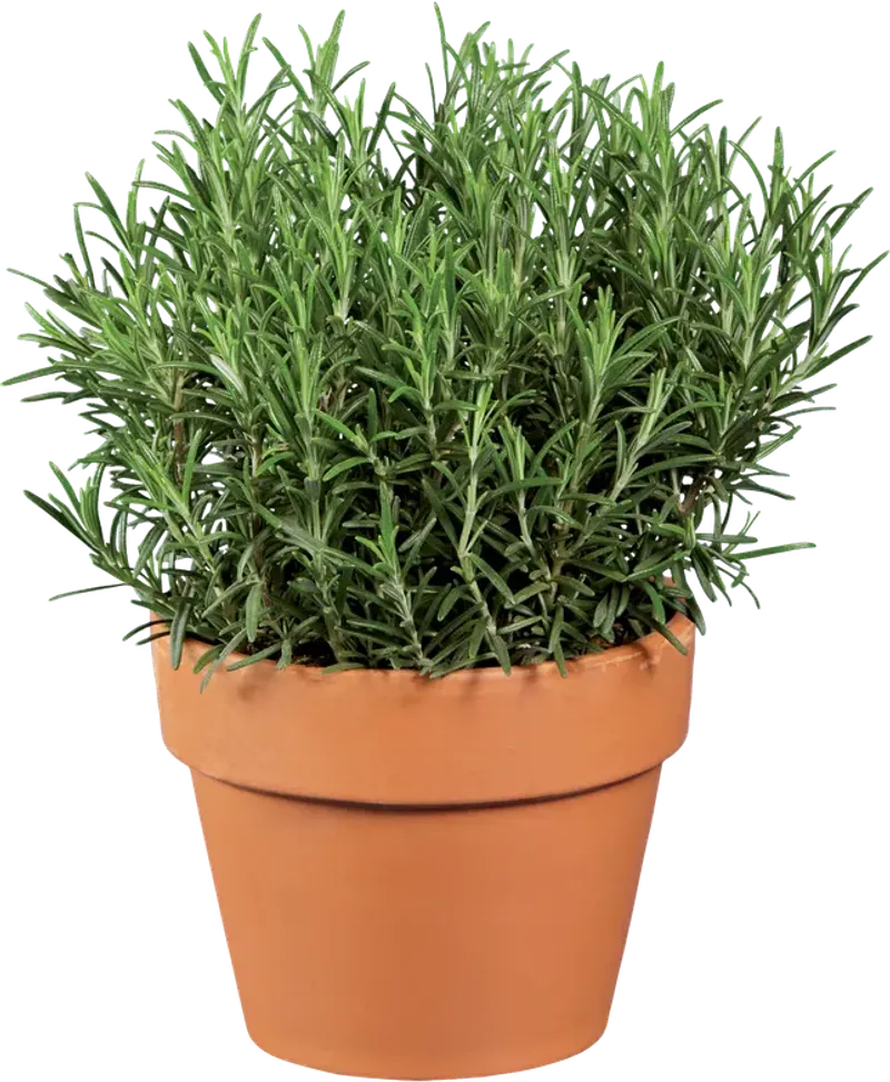 Средиземноморски подправки