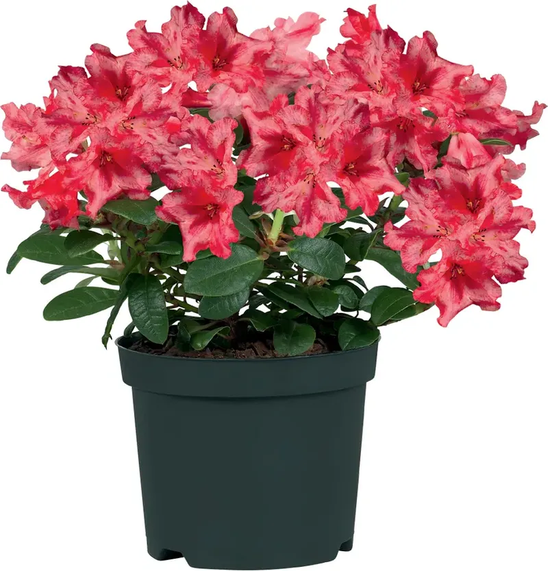 Рододендрон