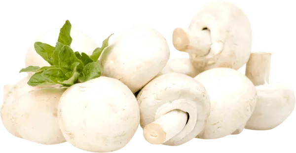 Гъби печурки